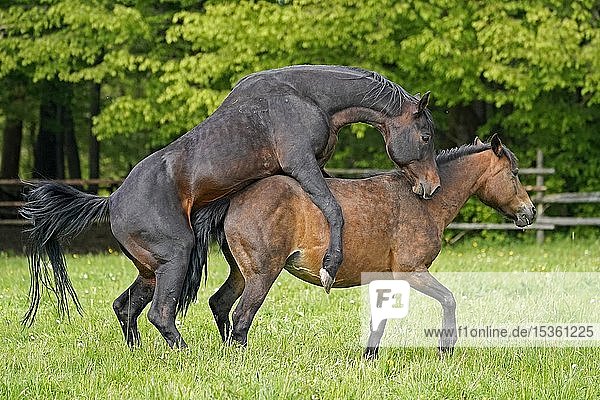 House horses  pairing on the pasture  Germany  Europe