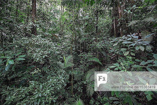 Vegetation im tropischen Regenwald  Mistico Arenal Hängebrückenpark  Mistico Arenal Hängebrückenpark  Provinz Alajuela  Costa Rica  Mittelamerika