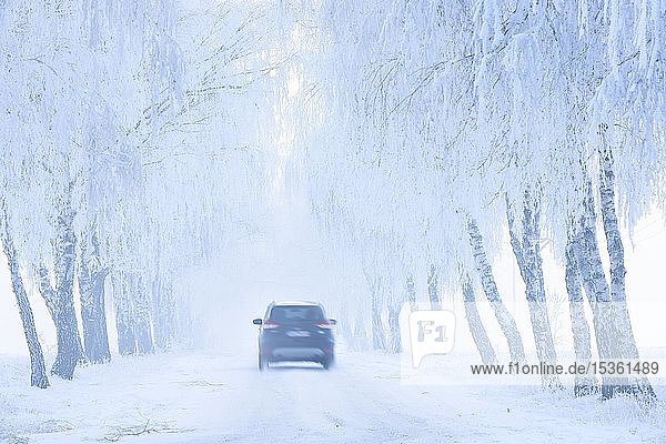 Autofahrt auf schneebedeckter Straße durch Birken-Allee mit Raureif und Nebel  Burgenlandkreis  Sachsen-Anhalt  Deutschland  Europa