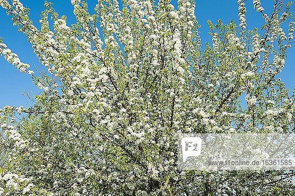 Europäische Birne (Pyrus communis)  blühend  Thüringen  Deutschland  Europa