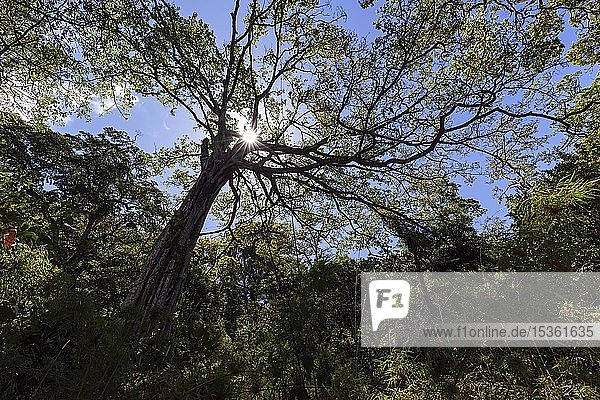 Urwaldbaum  Baumkrone im Regenwald  Gegenlicht mit Sonnenstern  Nationalpark Rincon de la Vieja  Parque Nacional Rincon de la Vieja  Provinz Guanacaste  Costa Rica  Mittelamerika