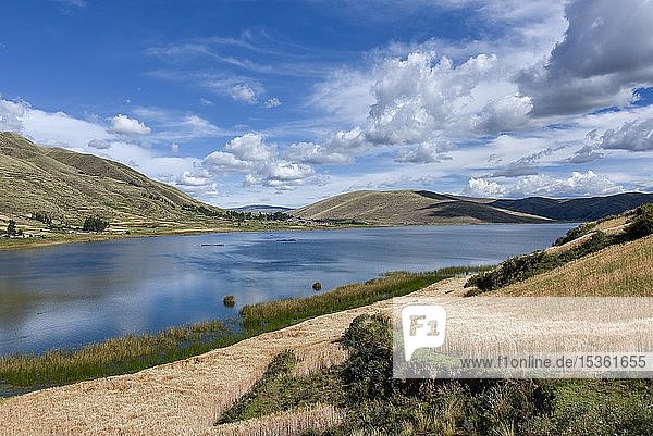 Felder mit reifem Getreide Hochland mit Laguna Pampamarca bei Cusco Peru Südamerika