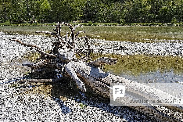 Kunstvoll geschnitzte Figur aus einem Baumstamm am Flussufer  Isar  Stadtteil Thalkirchen  München  Oberbayern  Bayern  Deutschland  Europa