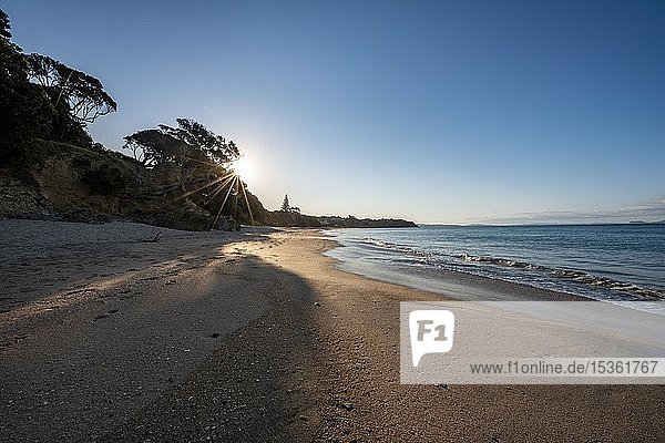 Sunbeams shine through trees on the sandy beach  evening light  Langs Beach  near Mangawhai Head  Northland  New Zealand  Oceania