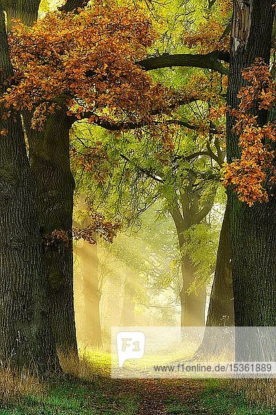 Allee aus Eichen (Quercus) und Eschen (Fraxinus) im Herbst  die Sonne scheint durch den Morgennebel  Burgenlandkreis  Sachsen-Anhalt  Deutschland  Europa