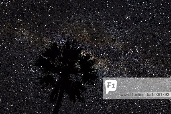 Silhouette einer Palme vor der Milchstraße am afrikanischen Nachthimmel  South Luangwa National Park  Sambia  Afrika