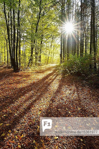 Mischwald im Herbst  die Sonne scheint durch die Baumstämme  Burgenlandkreis  Sachsen-Anhalt  Deutschland  Europa