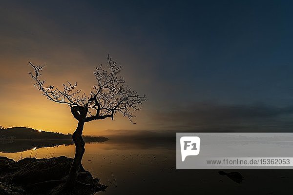 Kleiner Baum am Seeufer bei Sonnenaufgang  Ambleside  Lake District National Park  Mittelengland  Großbritannien