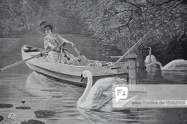 A swan pursues an elegant lady sitting in a rowing boat and picking water lilies  1880  historical woodcut  Germany  Europe