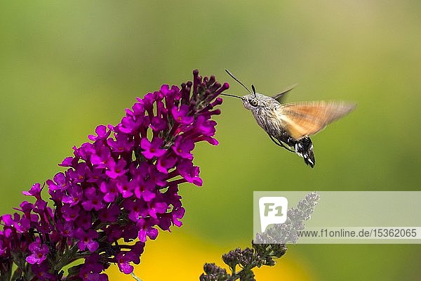 Kolibri-Schwärmer (Macroglossum stellatarum)  fliegend  sammelt Nektar am Schmetterlingsstrauch (Buddleja davidii)  Hessen  Deutschland  Europa