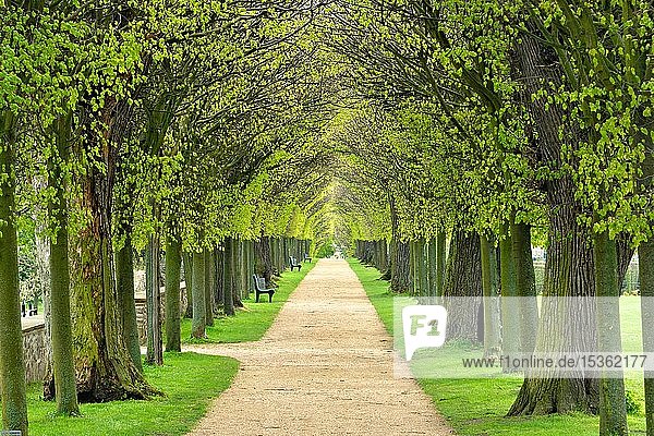 Tunnelförmige Lindenallee im Frühling  frischgrünes Laub  Park von Schloss Hundisburg  Haldensleben  Sachsen-Anhalt  Deutschland  Europa