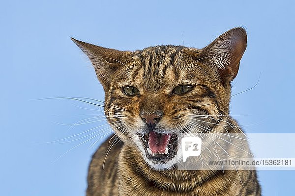 Rassekatze Toyger (Felis silvestris catus)  weiblich  8 Monate  Farbe braun gestromt getigert  braun getigert  auf blauem Hintergrund  Tierportrait  Österreich  Europa