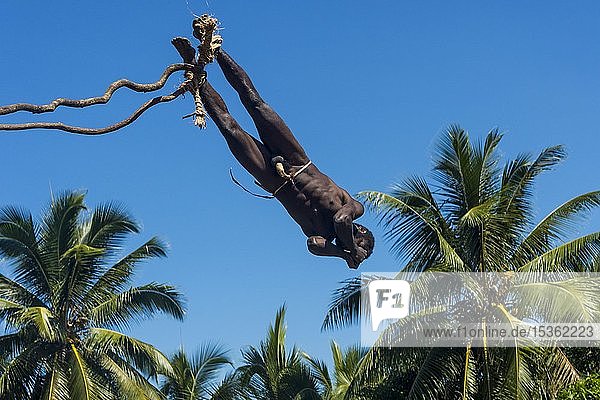 Mann springt von einem Bambusturm  Pfingstlandtauchen  Pfingsten  Vanuatu  Ozeanien