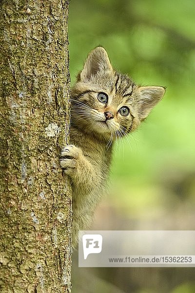 European wildcat (Felis silvestris silvestris)  young animal climbs on tree trunk  captive  Switzerland  Europe