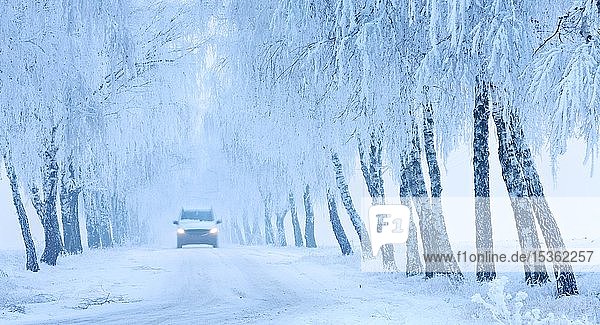 Autofahrt auf schneebedeckter Straße durch Birkenallee mit Raureif und Nebel  Burgenlandkreis  Sachsen-Anhalt  Deutschland  Europa