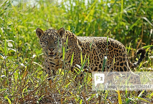 Jaguar (Panthera onca)  mit Blick in die Kamera  Pantanal  Mato Grosso  Brasilien  Südamerika