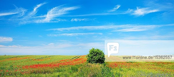 Getreidefeld mit Mohnblumen  ökologische Landwirtschaft  blauer Himmel mit Schleierwolken  Mecklenburg-Vorpommern  Deutschland  Europa