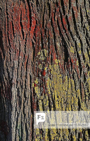 Farbige Flechten (Lichen) auf der Rinde einer Stieleiche (Quercus robur)  Baden-Württemberg  Deutschland  Europa
