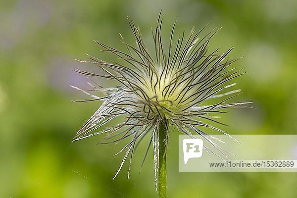Fruchtstand Alpen-Kuhschelle (Pulsatilla alpina) Tirol Österreich Europa
