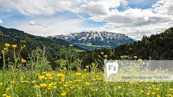 Yellow flower meadow in front of mountain panorama with mountain range Zahmer Kaiser  Buttercup (Ranunculus)  Erl  Austria  Europe
