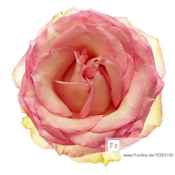 Rose (Rosa)  rosa Blume  Ausschnitt  Deutschland  Europa