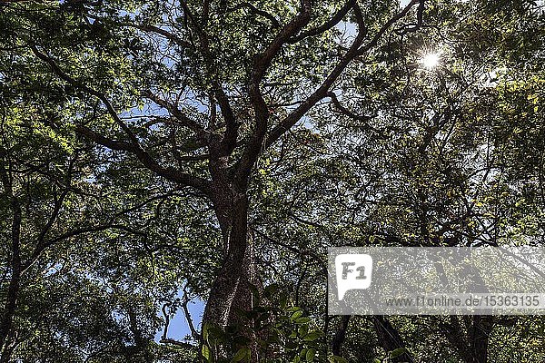 Baumkronen im Regenwald  Sandkastenbaum (Hura crepitans)  Nationalpark Rincon de la Vieja  Parque Nacional Rincon de la Vieja  Provinz Guanacaste  Costa Rica  Mittelamerika