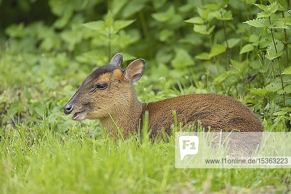 Chinese Water Deer Hydropotes Inermis Adult Female Feeding On Afterbirth With Newborn Fawn England United Kingdom Europe