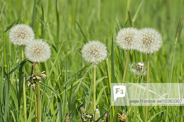 Löwenzahn (Taraxacum) Samenstand Pusteblume Nordrhein-Westfalen Deutschland Europa