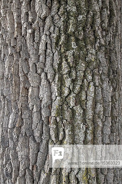 Stieleiche (Quercus robur)  Detail  Rinde  Steiermark  Österreich  Europa