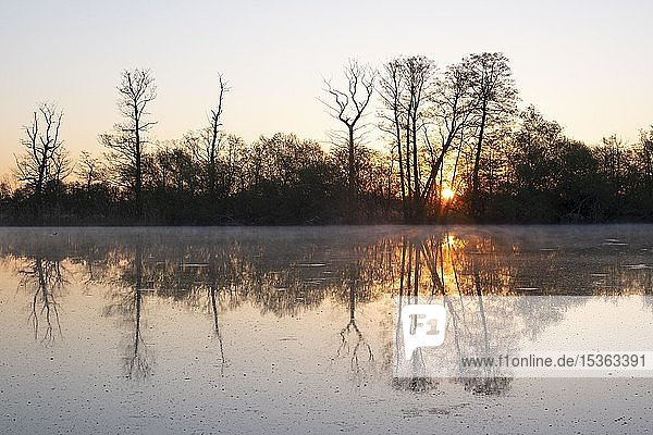Bäume spiegeln sich im Wasser bei Sonnenaufgang  Karpfenteich im Frühjahr  Biosphärenreservat Oberlausitzer Heide- und Teichlandschaft  Deutschland  Europa