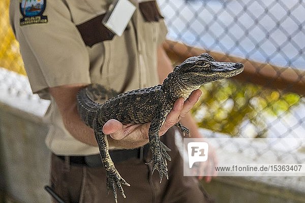 Ranger hält einen zweijährigen Alligator (Alligator mississippiensis) auf seinem Arm  Safari Park  Everglades National Park  Florida  USA  Nordamerika