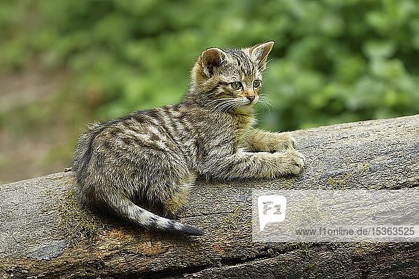 European wildcat (Felis silvestris silvestris)  young animal lies on tree trunk  captive  Switzerland  Europe