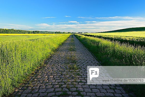Straße mit altem Kopfsteinpflaster durch Felder unter blauem Himmel im Frühling  Saalekreis  Sachsen-Anhalt  Deutschland  Europa