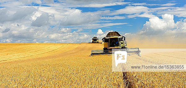 Zwei Mähdrescher im Getreidefeld ernten Gerste (Hordeum vulgare)  Getreidefeld mit Wolkenhimmel  Saalekreis  Sachsen-Anhalt  Deutschland  Europa