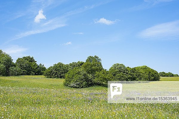 Blühende Wiese  Biosphärenreservat Rhön  Bayern  Deutschland  Europa