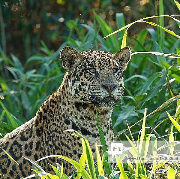 Jaguar (Panthera onca) schaut vom Flussufer aus  Pantanal  Mato Grosso  Brasilien  Südamerika