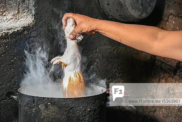 Einheimische Frau hält Cuy Riesenmeerschweinchen in einen Topf mit kochenden Wasser zur Enthaarung Vorbereitung für die Zubereitung zum traditionellen Cuy Gericht Cusco Peru Südamerika