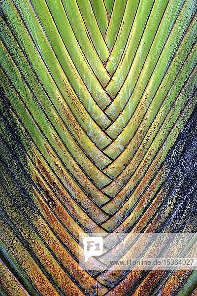 Baumstamm  Reisende Palme (Ravenala madagascariensis)  Detailansicht  La Fortune  Provinz Alajuela  Costa Rica  Mittelamerika