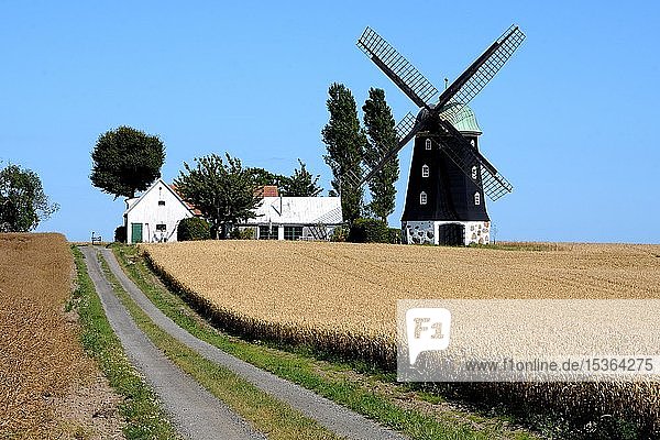 Alte Windmühle in Hagestad Ystad Gemeinde Scania Schweden Europa