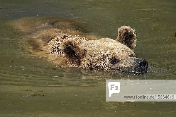 Brown bear (Ursus arctos) bathes in pond  France  Europe