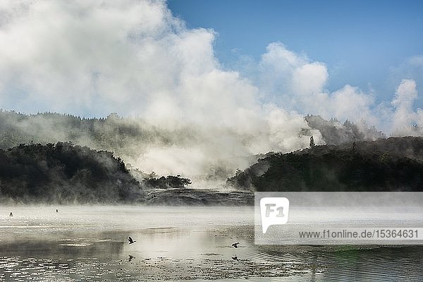 Nebel und Dampf von heißen Quellen am Ohakuri-See  Orakei Korako Geothermal Park  Geothermisches Gebiet  Hidden Valley  Taupo Volcanic Zone  Nordinsel  Neuseeland  Ozeanien