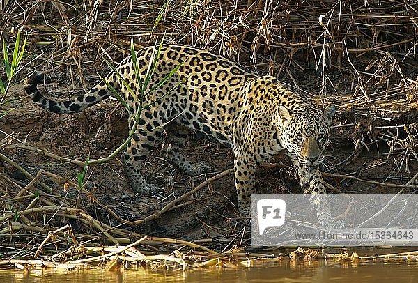 Jaguar (Panthera onca) am Flussufer Pantanal Mato Grosso Brasilien Südamerika