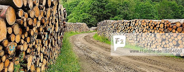 Große Holzstapel an einem Waldweg  gestapelte Baumstämme  Sachsen-Anhalt  Deutschland  Europa