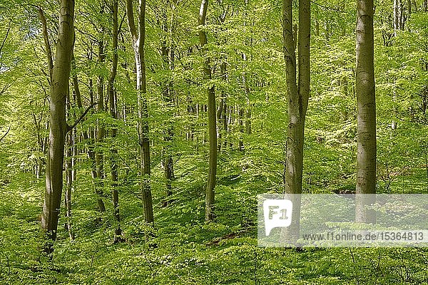 Buchenwald  Rotbuchen (Fagus sylvatica)  Küstenwald von Möns Klint  Insel Mön  Dänemark  Europa