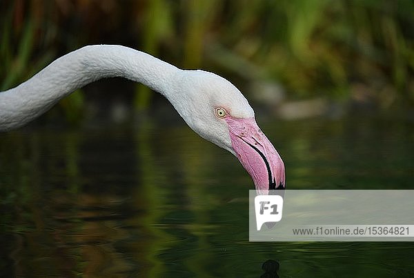 Großer Flamingo (Phoenicopterus ruber roseus)  über Wasser  Tierporträt  in Gefangenschaft  Deutschland  Europa