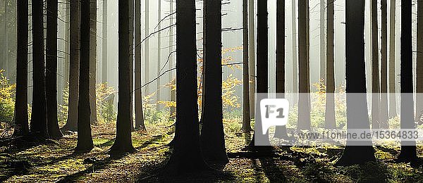 Lichtdurchfluteter Fichtenwald mit morgendlichem Dunst im Herbst  östliches Harzvorland  bei Mansfeld  Sachsen-Anhalt  Deutschland  Europa