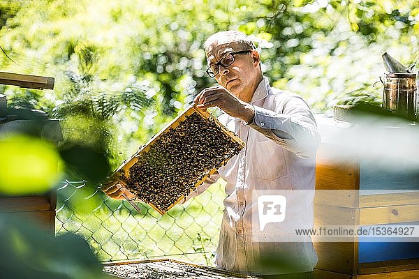 Imker untersucht eine Honigwabe mit Honigbienen (Apis) in seinem Stock  Nordrhein-Westfalen  Deutschland  Europa