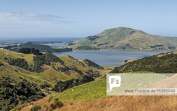 Hilly Landscape  Hoopers Inlet  Bay  Otago Peninsula  Dunedin  New Zealand  Oceania