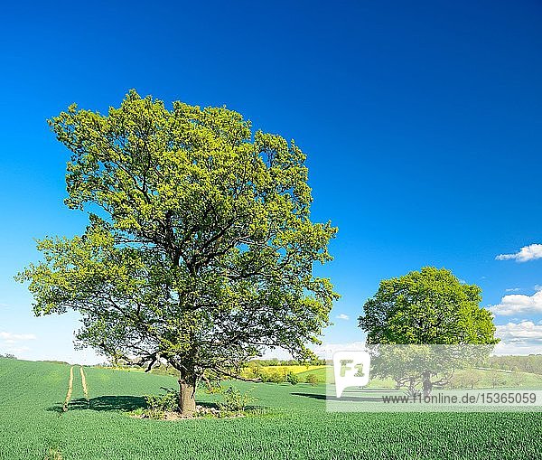 Kulturlandschaft im Frühling  große Eichen (Quercus) zwischen Getreidefeldern im Sommer  blauer Himmel  Burgenlandkreis  Sachsen-Anhalt  Deutschland  Europa