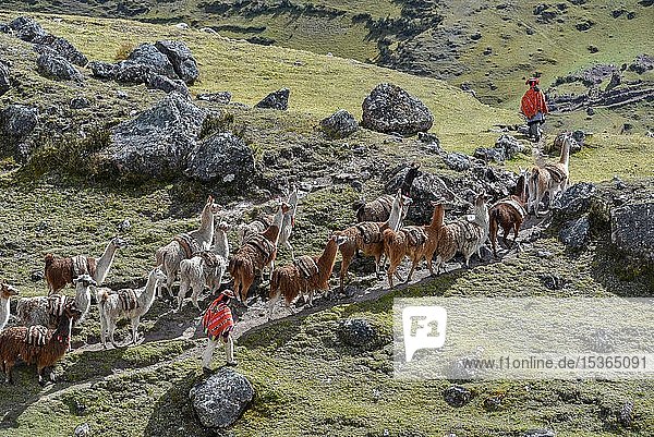 Indios treiben ein mit Taschen beladenes Lama (Lama glama)  Anden  nahe Cusco  Peru  Südamerika